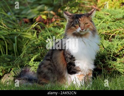 Eine wunderschöne Norwegische Waldkatze Frau sitzt inmitten von grünen Pflanzen im Garten Stockfoto