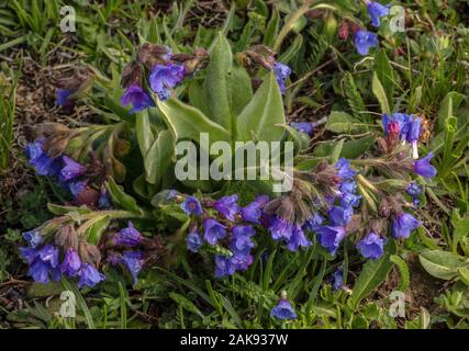 Berg, Lungenkraut Pulmonaria Montana in Blume in Berg Grünland, Mont Cenis, die Französischen Alpen. Stockfoto