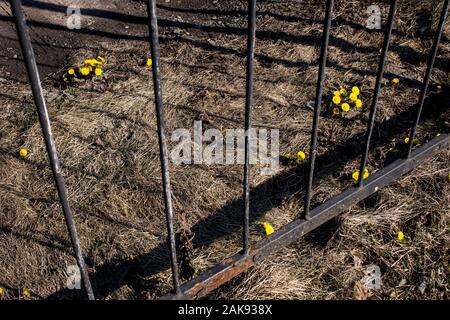 Die erste Feder Sunny flower in Nordeuropa, sun Symbol. Tussilago farfara Heilpflanze. Stockfoto