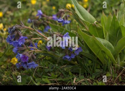 Berg, Lungenkraut Pulmonaria Montana in Blume in Berg Grünland, Mont Cenis, die Französischen Alpen. Stockfoto