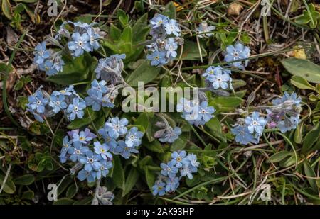 Alpine Vergißmeinnicht, Myosotis alpestris in Blüte in den Berggebieten Kalkstein Grasland. Stockfoto