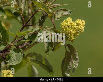 Traubenholunders, Sambucus racemosa, Roter Holunder, alpine Elder, Stockfoto