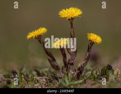 Huflattich, Tussilago farfara, in Blüte im Frühjahr, im Grünland. Stockfoto
