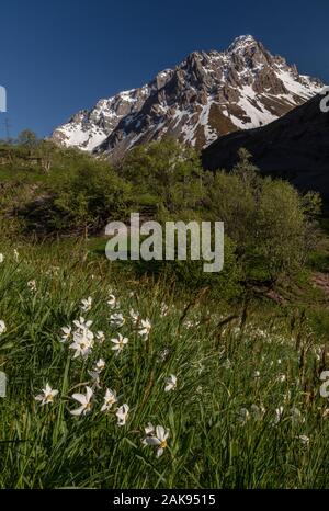 Narcissus poeticus, Auge der Fasan, auf den Col du Galibier, Französischen Alpen. Stockfoto