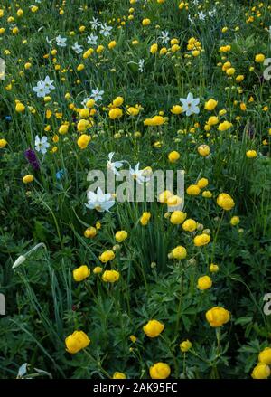 Eine Almwiese auf dem Col du Lautaret, mit dem Fasan Auge, Globeflowers, Stockfoto