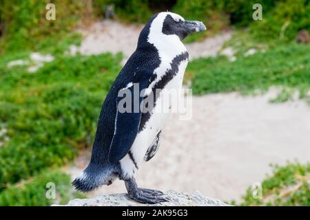 Schlafen Südafrikanischen Pinguin stehend auf einem Felsen am Boulders Beach, Südafrika Stockfoto