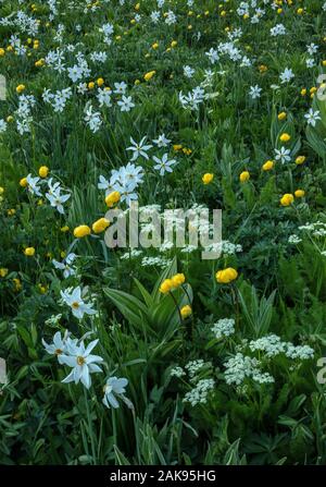 Eine Almwiese auf dem Col du Lautaret, mit dem Fasan Auge, Globeflowers, Spignel und Weiß falsche Waldvögelein. Die französischen Alpen. Stockfoto