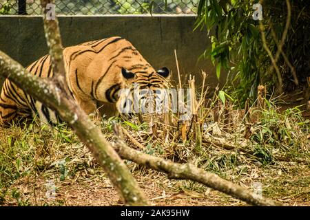 Tiger versteckt in der Nähe von Rundholz Stockfoto