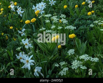 Eine Almwiese auf dem Col du Lautaret, mit dem Fasan Auge, Globeflowers, Spignel und Weiß falsche Waldvögelein. Die französischen Alpen. Stockfoto