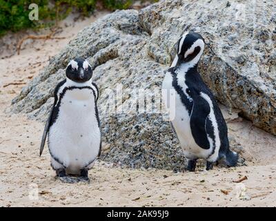 In der Nähe von ein paar südafrikanische Pinguine, man starrt auf Kamera die anderen Putzen. Stockfoto