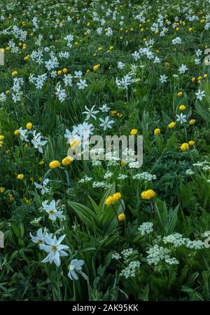 Eine Almwiese auf dem Col du Lautaret, mit dem Fasan Auge, Globeflowers, Spignel und Weiß falsche Waldvögelein. Die französischen Alpen. Stockfoto