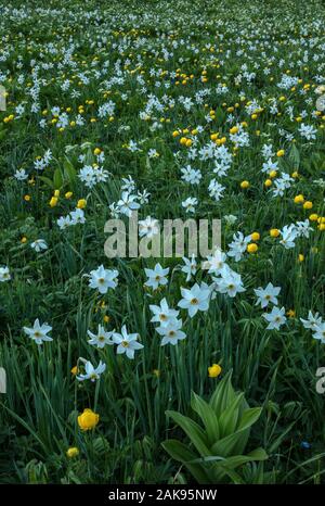 Eine Almwiese auf dem Col du Lautaret, mit dem Fasan Auge, Globeflowers und Blätter des Weißen False Waldvögelein. Die französischen Alpen. Stockfoto