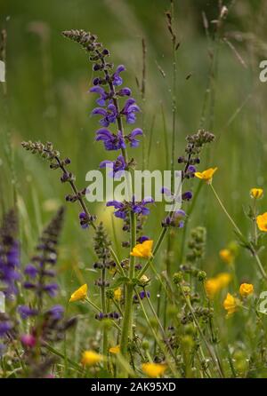 Wiese Clary, Salvia pratensis, in der Blume in blühende Wiese. Stockfoto