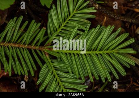 Nadeln von Tannen, Abies alba, Stockfoto