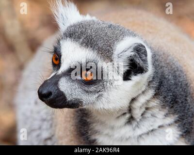 Nahaufnahme, Porträt einer hellen Augen Ring Tailed Lemur auf der Suche nach Links Stockfoto