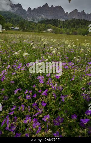 Heu Wiese in der Nähe von St. Andeol im Vercors Berge mit Wald-storchschnabel, Geranium sylvaticum, sah hinauf in Richtung des Rochers de la Peyrouse. Frankreich. Stockfoto