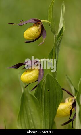 Frauenschuh, Cypripedium calceolus Orchidee in Blume im Wald Lichtung. Stockfoto