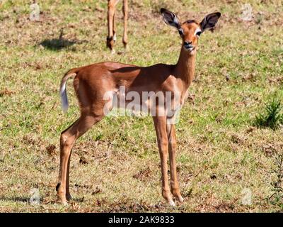 Nahaufnahme eines jungen Oribi Antilope staning in die Kamera schaut Stockfoto