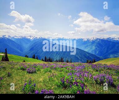 Hurricane Ridge, Olympic Nationalpark, Washington Stockfoto