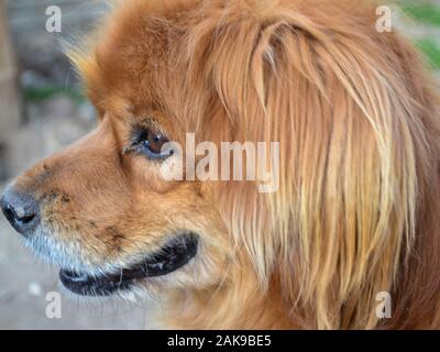 Nahaufnahme des Pekingese-Mischlingshundes, Canis lupus familiaris Stockfoto