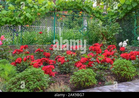 Rote Rosen im kleinen Garten Stockfoto