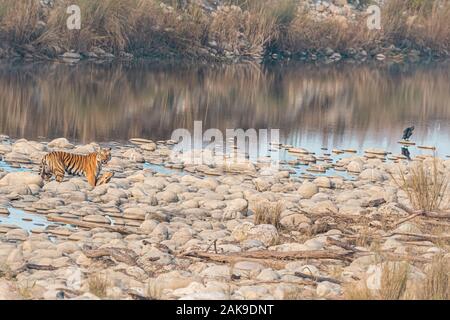Tiger mit einem Gefleckten Deer Töten. Stockfoto