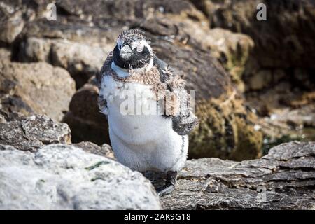 Nahaufnahme eines Afrikanischen penguin (Spheniscus demersus), juvenile Mauser in erwachsene Gefieder, Betty's Bay, Südafrika Stockfoto