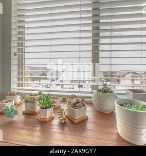 Quadratischen Rahmen Home Interior mit Kakteen auf weißen Töpfe auf Holzgehäuse gegen Fenster Stockfoto