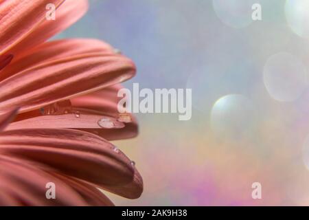 Rosa Gerbera Daisy Makro mit Wassertropfen auf stumm Rainbow sparkle Hintergrund Raum für Text kopieren Stockfoto
