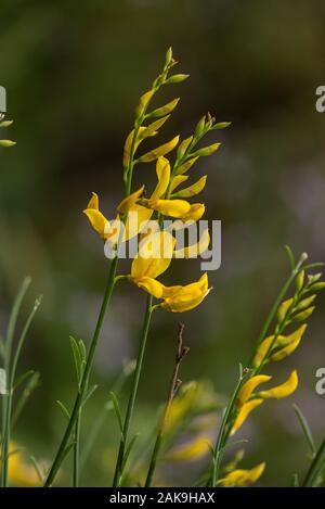 Spanische Ginster, Spartium junceum in Blüte. Stockfoto