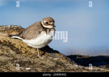 Gemeinsame plover, Charadrius hiaticula, in der Küstenregion auf das Kantabrische Meer ausruhen. Asturien, Spanien Stockfoto