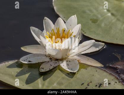 Weiße Seerosen, Nymphaea alba in Blüte in tiefen Säure Pool, schwer befallen mit Seerose gegen Blattläuse, Rhopalosiphum nymphaeae. Stockfoto