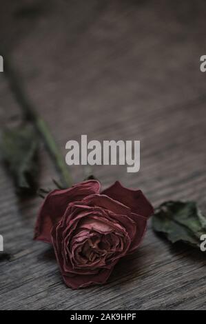 Verdorrte rote Rose auf Holzboden Stockfoto