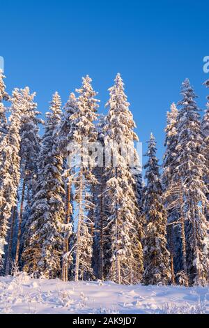 Winter Forest, hohen Fichten und Kiefern mit Schnee gegen den blauen Himmel bedeckt Stockfoto