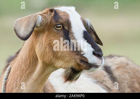 Ziege Kopf ohne Hörner Stockfoto
