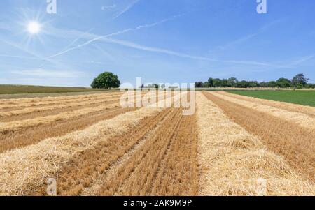 Stoppel Feld mit Reihen von Stroh in der Sonne Stockfoto