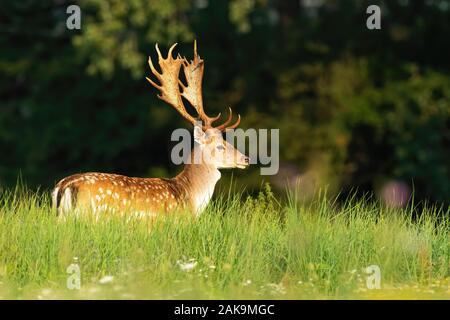 Damwild Hirsch, stehend auf einer grünen Wiese in der Sonne Stockfoto