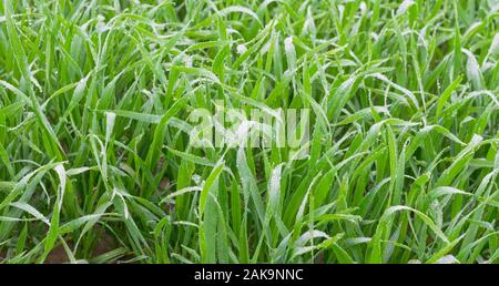 Makroaufnahme von frischem Grün Weizen Gras mit Tautropfen, Punjab, Pakistan. Regen fällt auf Weizen Gras. Stockfoto