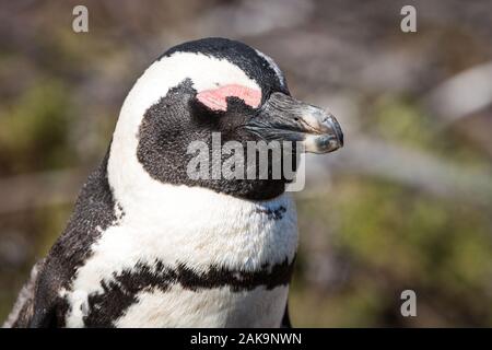 Nahaufnahme eines schlafenden Afrikanische Pinguin (Spheniscus demersus), Betty's Bay, Südafrika Stockfoto