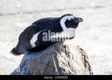 Nahaufnahme eines Afrikanischen penguin (Spheniscus demersus), schlafen auf einem kleinen Felsen, Betty's Bay, Südafrika Stockfoto