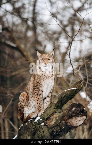 Lynx klettert Bäume an einem sonnigen Tag Stockfoto