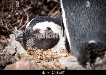 Nahaufnahme eines schlafenden Afrikanische Pinguin (Spheniscus demersus), Betty's Bay, Südafrika Stockfoto