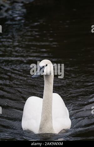 Ein trompeter Schwan schwimmt in Richtung Kamera in bedrohlicher Weise auf einer kalten See im Winter in Großbritannien Stockfoto