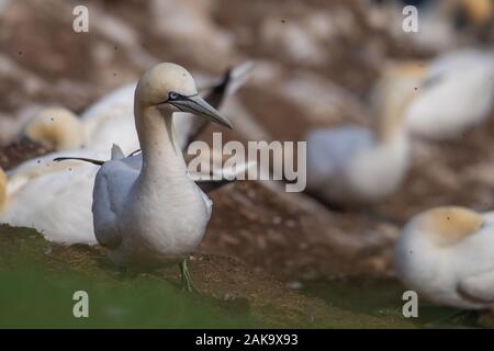 Eine nördliche Gannett stehend auf den Klippen bei der RSPB Troup Kopf Naturschutzgebiet Kolonie, Aberdeenshire, Schottland, Großbritannien Stockfoto