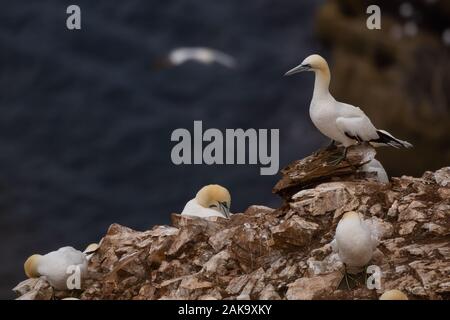 Eine nördliche Gannett stehend auf den Klippen bei der RSPB Troup Kopf Naturschutzgebiet Kolonie, Aberdeenshire, Schottland, Großbritannien Stockfoto