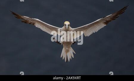 Northern gannet fliegen und kam an der RSPB Troup Kopf Naturschutzgebiet Kolonie, Aberdeenshire, Schottland, Großbritannien Stockfoto