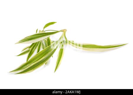 Chlorophytum comosum auf weißem Hintergrund Stockfoto