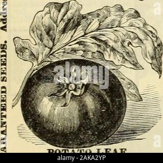 Maule same Katalog: 1896. Ich KARTOFFEL BLATT. NEUE ZWERG MEISTER.- Zwerg Meister besitzt twoqualitiesthatare gebunden an alle growersof Tomaten zu empfehlen, ob für Markt- oder privateuse; eine dieser besteht aus, dass vjpnder-ful Qualifikation, dass selbst - vrlieii laden? tritli fmlt Eigentlich ist es seW-siipport-ing, seinen dicken, steifen und kurze Gelenkwelle stemsholding die Früchte aus dem Boden whenloadsd mit Tomaten. Die zweite pointthat empfiehlt besonders DwarfChampion ist die Frühzeitigkeit in nosuperior in dieser Hinsicht, außer Earliestand voraus. Als seine Frucht ist viel largerthan Stockfoto