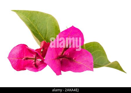 Bougainvillea Blumen auf weißem Hintergrund Stockfoto