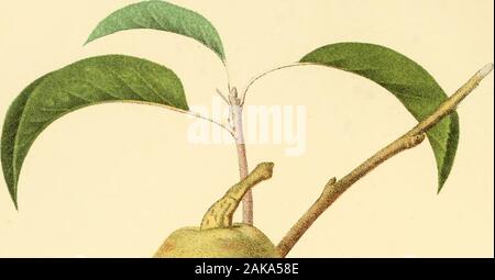 Die Früchte von Amerika: mit farbenprächtigen Figuren, und vollständige Beschreibung aller die erlesensten Sorten, die in den Vereinigten Staaten angebaut. ersey, 39 Louise Bonne de Boulogne, 5 Louise Bonne dAvranches, 39 Melone de Kops, 77 Milanaise Cuvelier, 15 Monsieur, 47 Monsieur le Cure, 47 Marianne Nouvelle, 65 Ae Plus Meuris, 61 Nelis dHiver, 15 Onondaga Onondaga Sämling, 21, 21, 57 Pater Paradies dAutomne Nolle, 17 Poire de Boulogne, 5 Poire de Jersey, 39 Poire de Mons, 13 Roi de IVurtemberg, 7 liosliezer 49 Saint Andre, 79 Soldat Arbeiter, 1 Sieulle, 17 Stuck, 7 Sommer Doijenne, 59 Schwäne Orange, Stockfoto